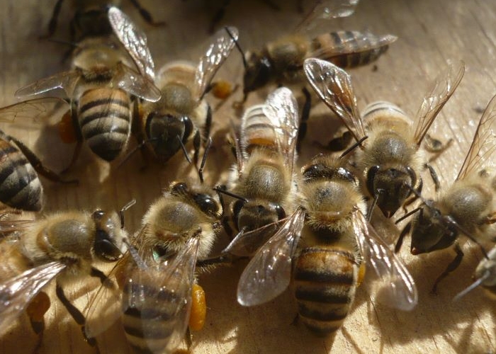 Egyptian Honey bee