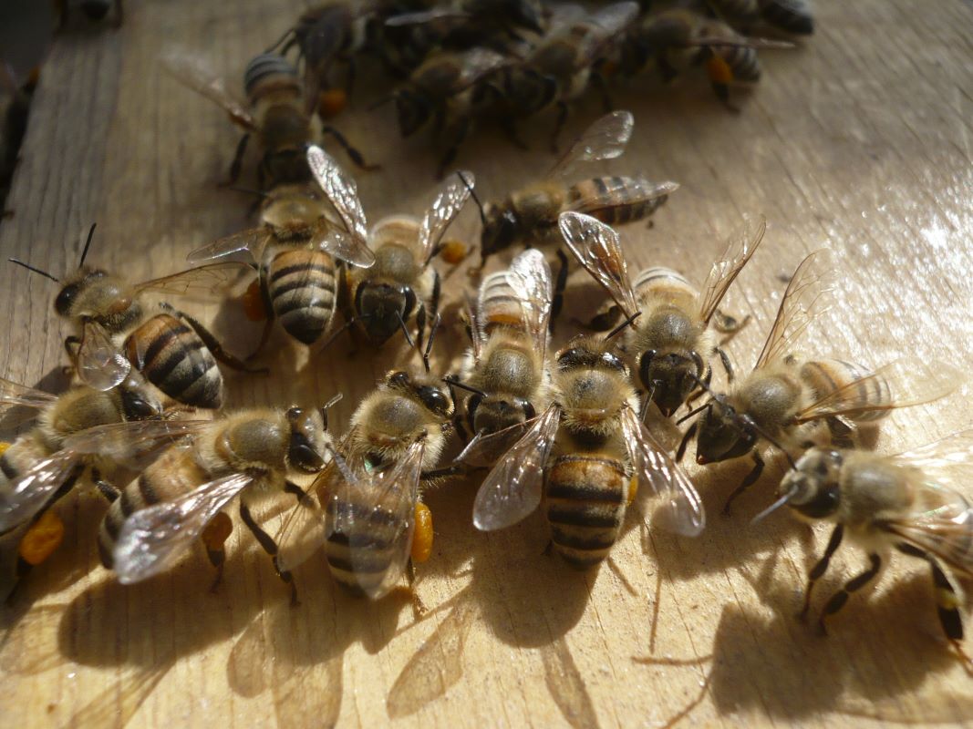 Greenbank Bee Company - Bee fact: honey was found in tombs in Egypt and it  was still edible. Bees have been around for nearly 300 million years